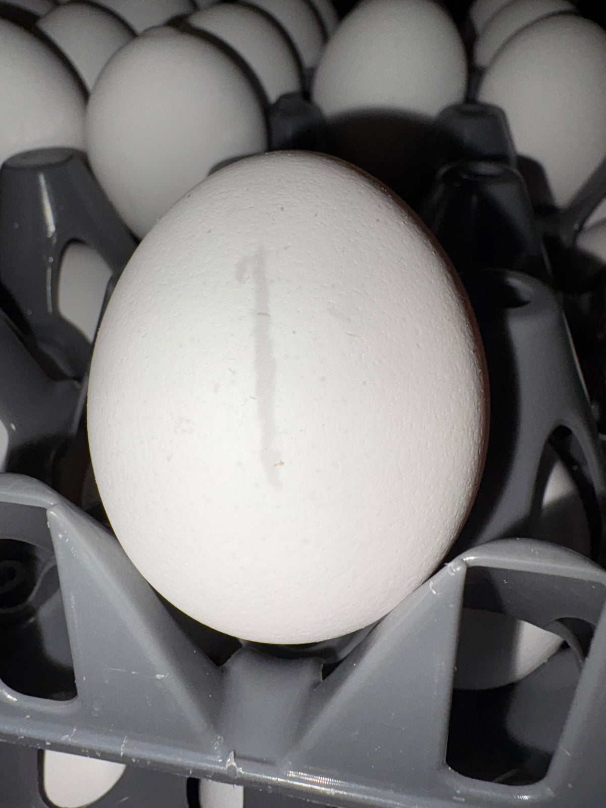 #12. Egg Shells To _____ For - Susan Otto - Wednesday July 22nd 10:00-12:00pm