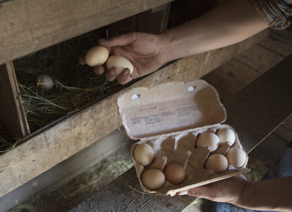 #12. Egg Shells To _____ For - Susan Otto - Wednesday July 22nd 10:00-12:00pm