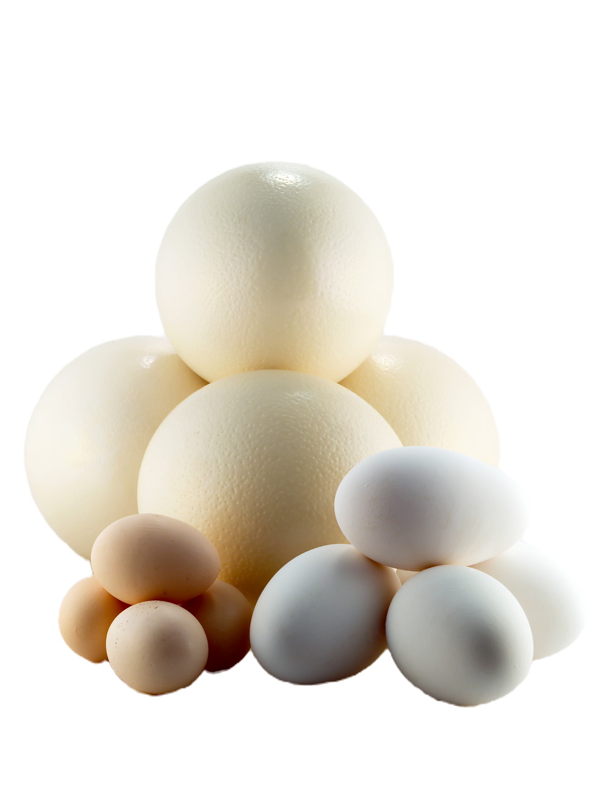 #12. Egg Shells To _____ For - Susan Otto - Wednesday July 22nd 10:00-12:00pm